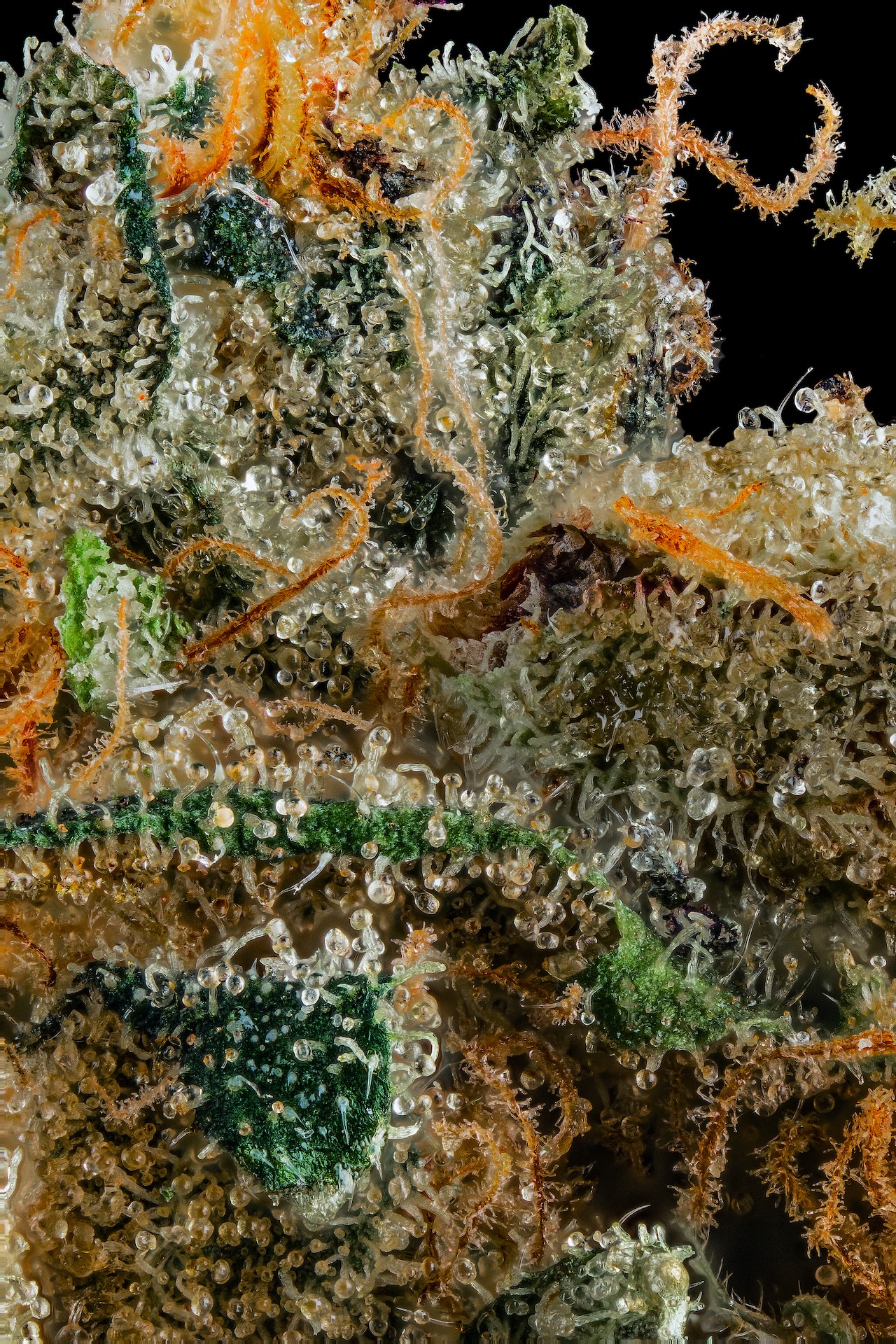 black-mountain-side-highxotic-cannabis