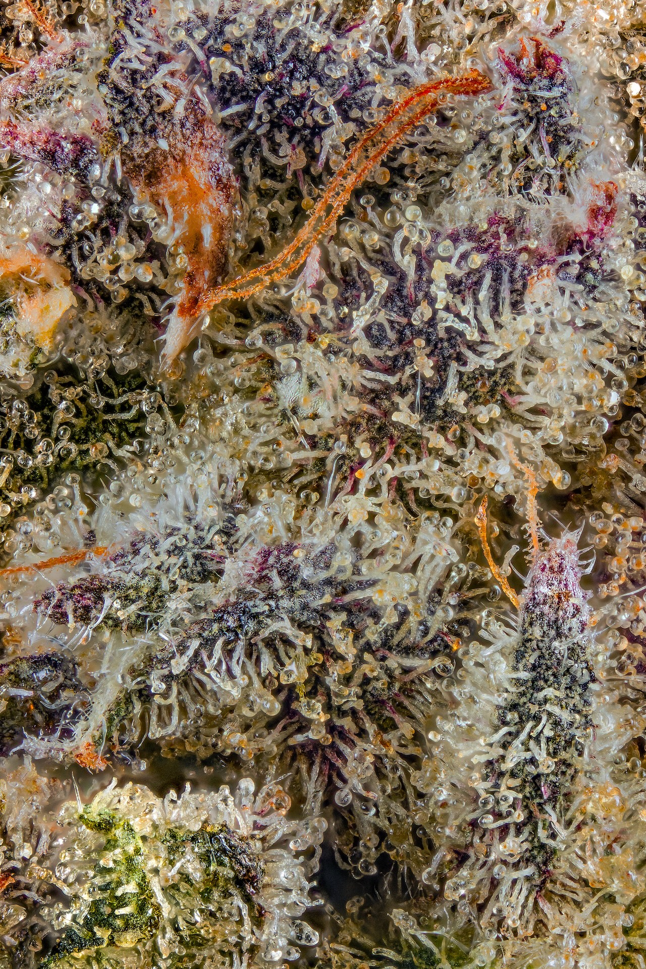 goofiez-highxotic-cannabis-flower